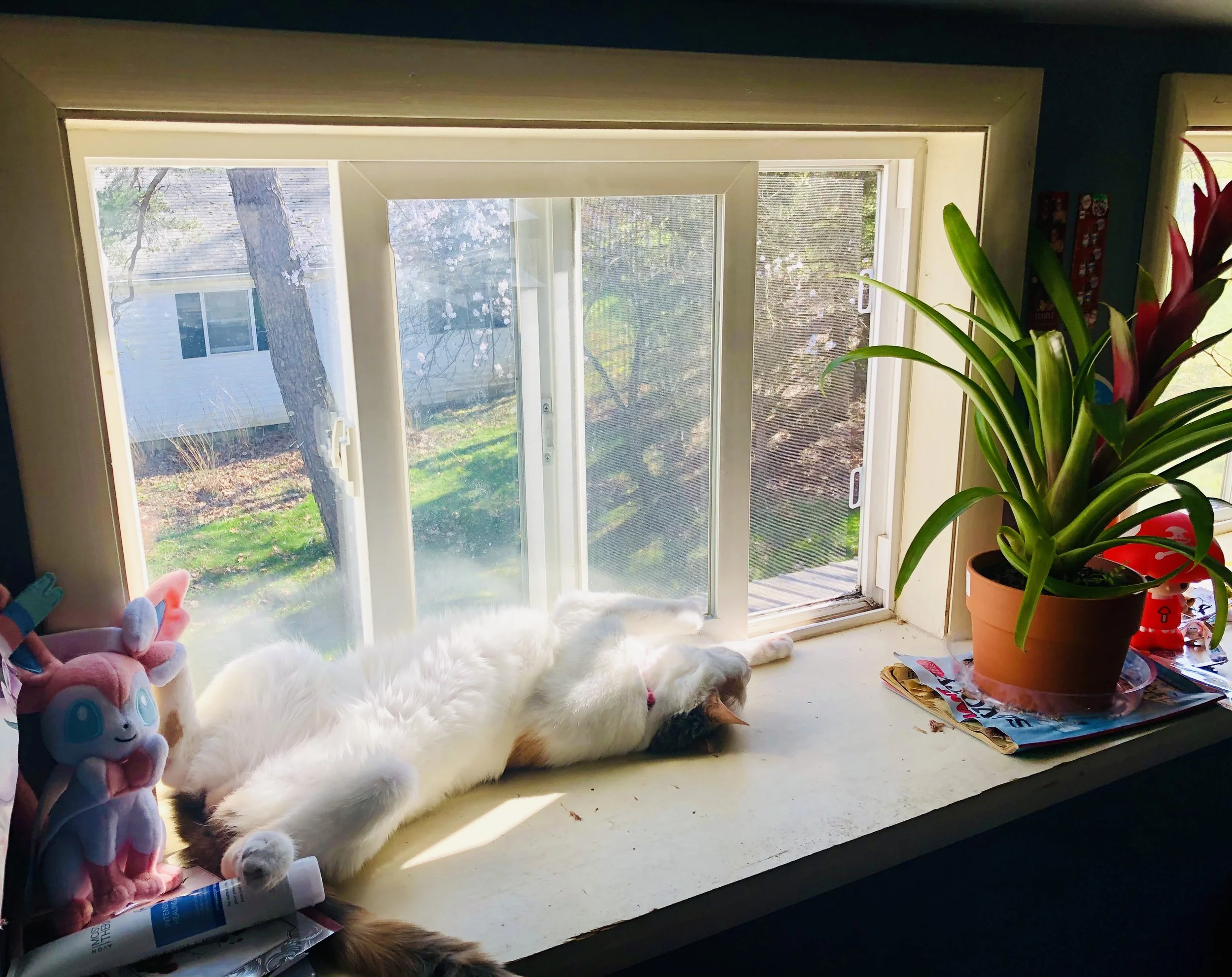 Creative DIY Projects for Indoor Cats