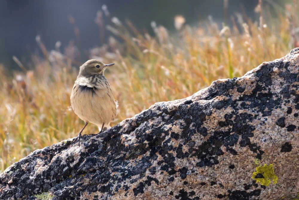 2020 Christmas Bird Count Summary