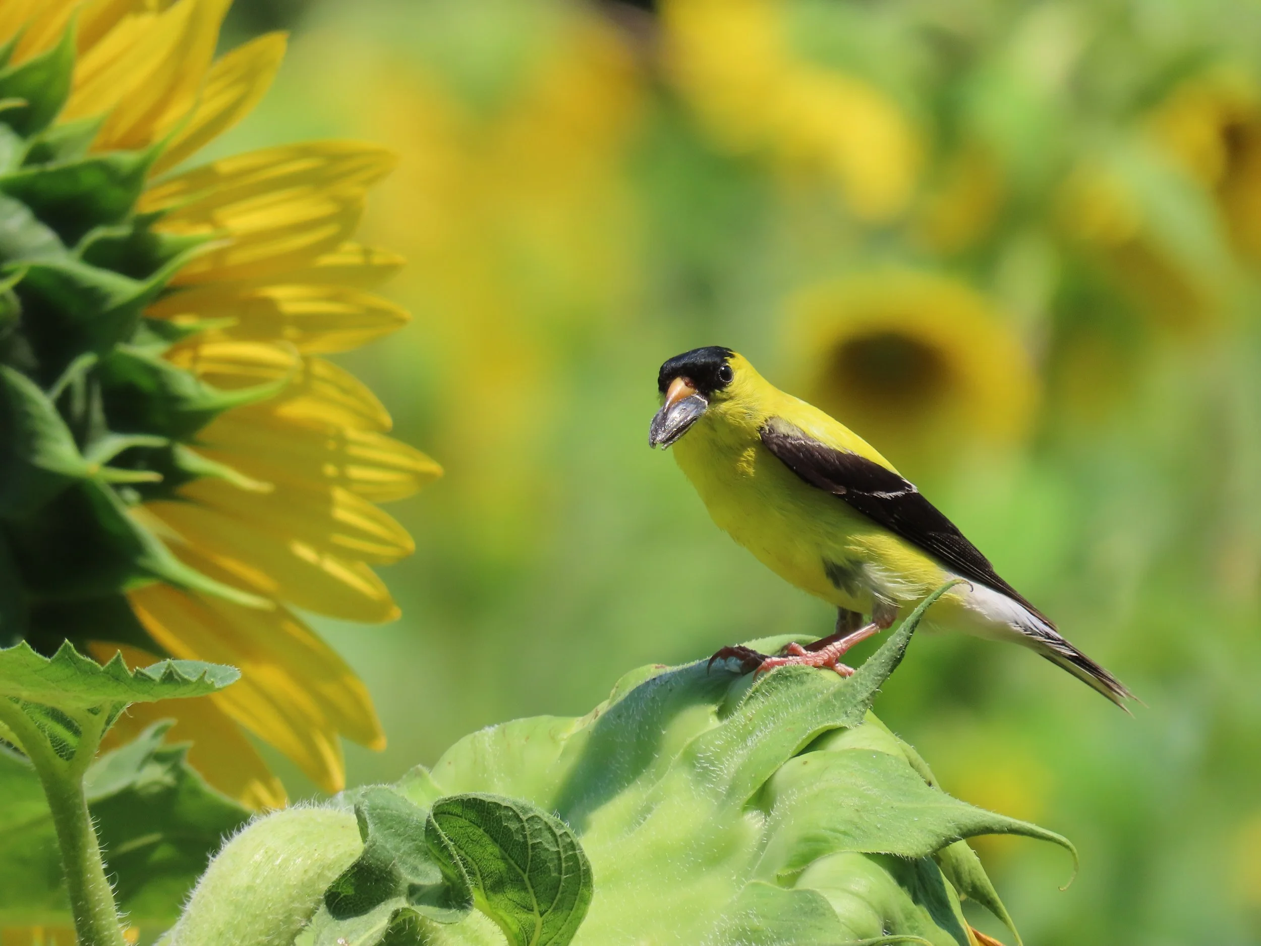 A Year of Birding “Centuries”