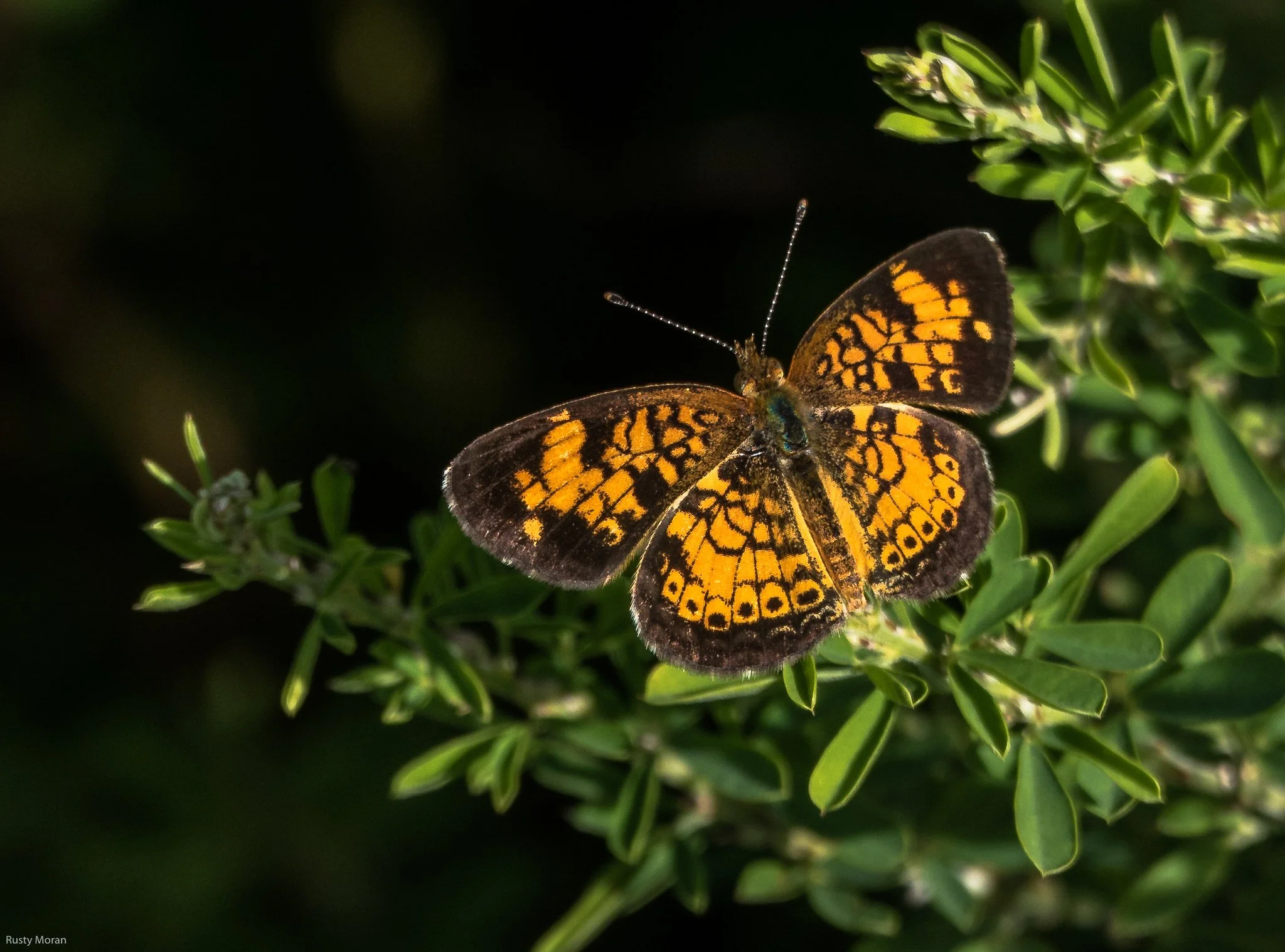 Butterfly Walk: River Farm, Alexandria, VA