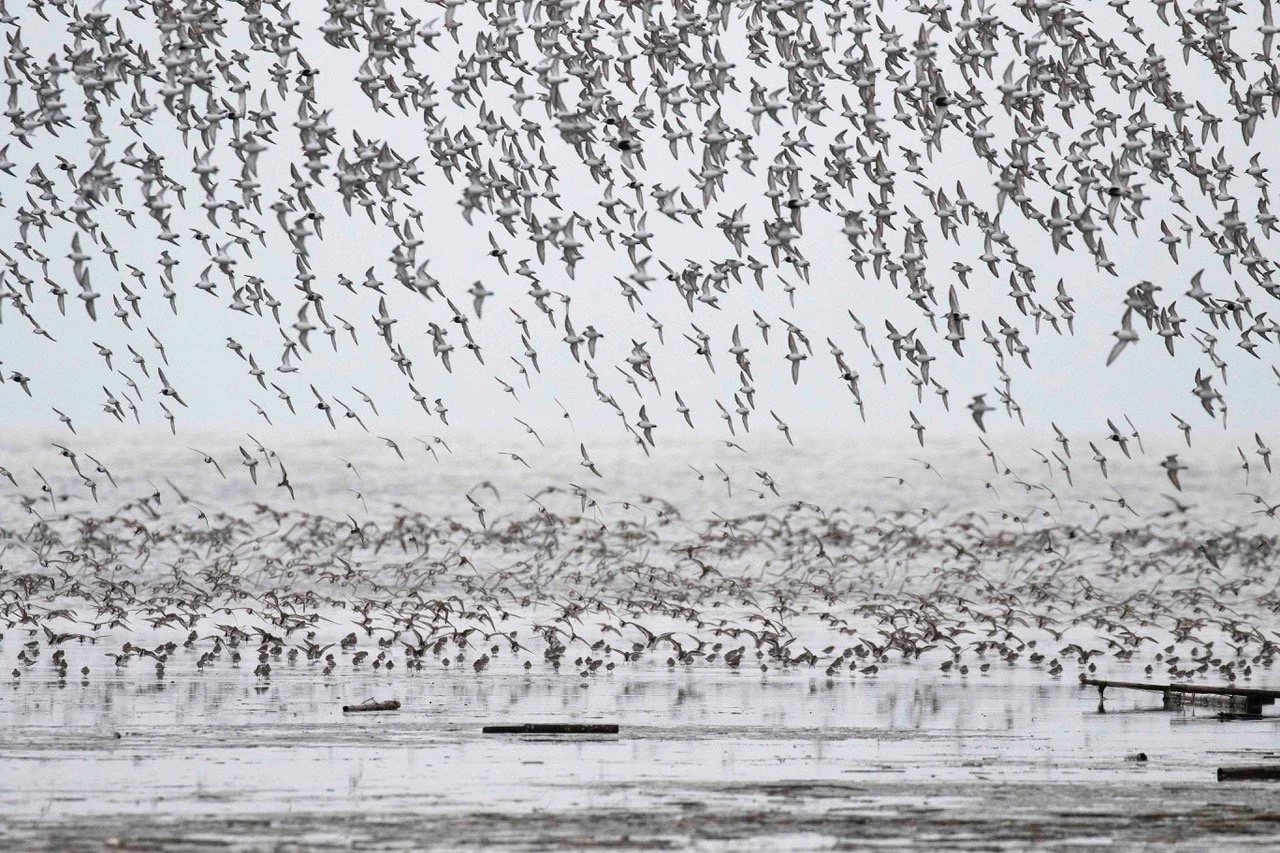 Author Event: "A World on the Wing" with NY Times Bestselling Author Scott Weidensaul