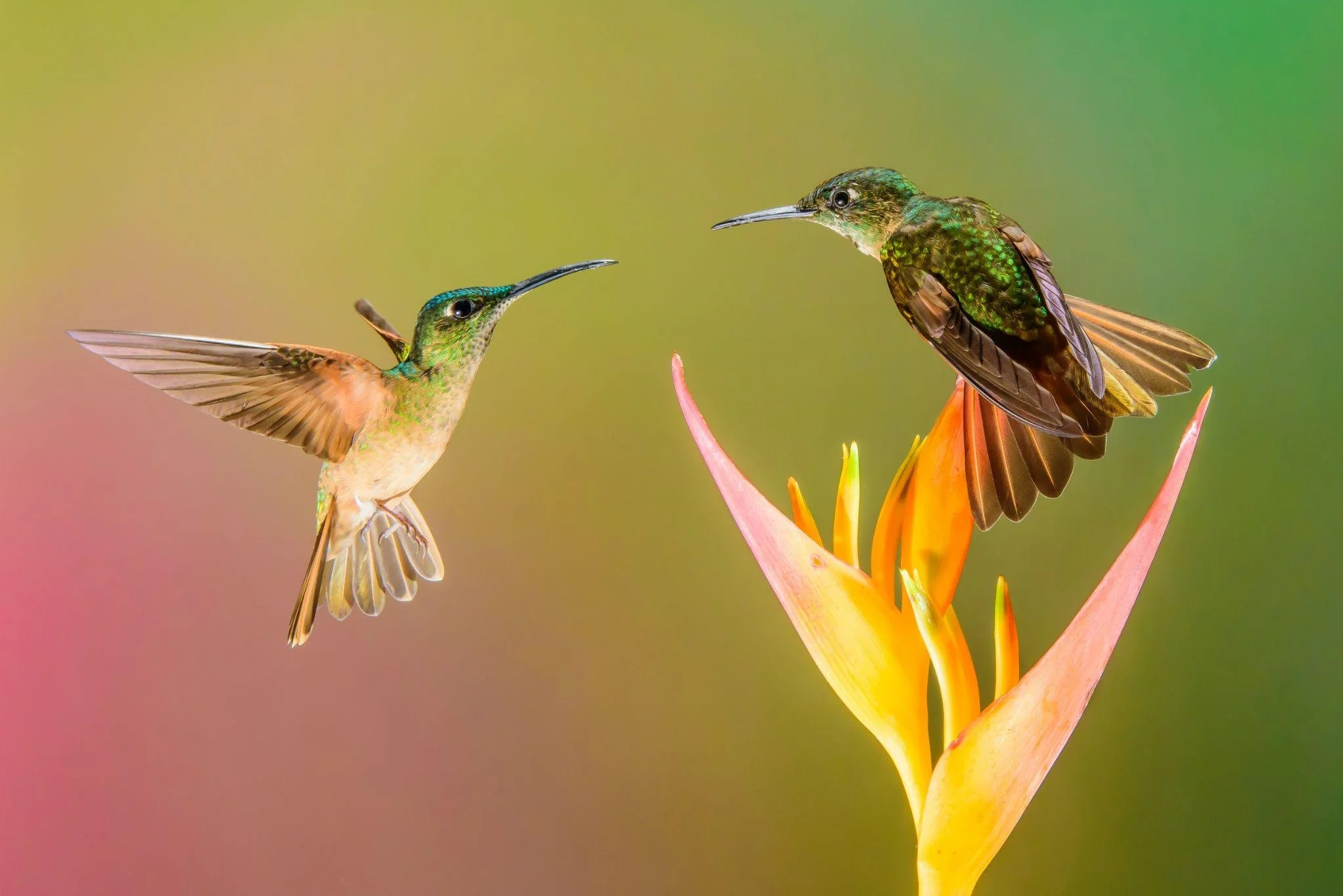 how-do-birds-get-their-colors-with-ivan-phillipsen-the-science-of