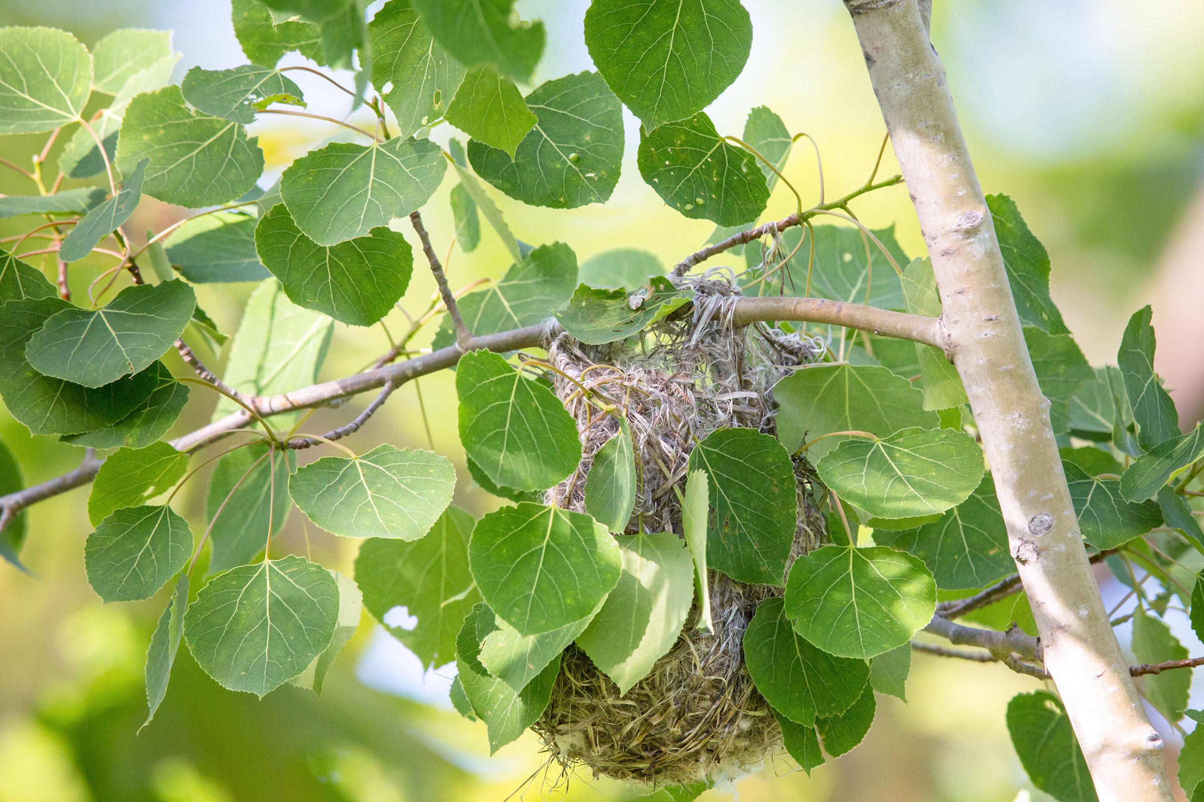 Nest. Photo by Linda Freshwaters Arndt/Alamy