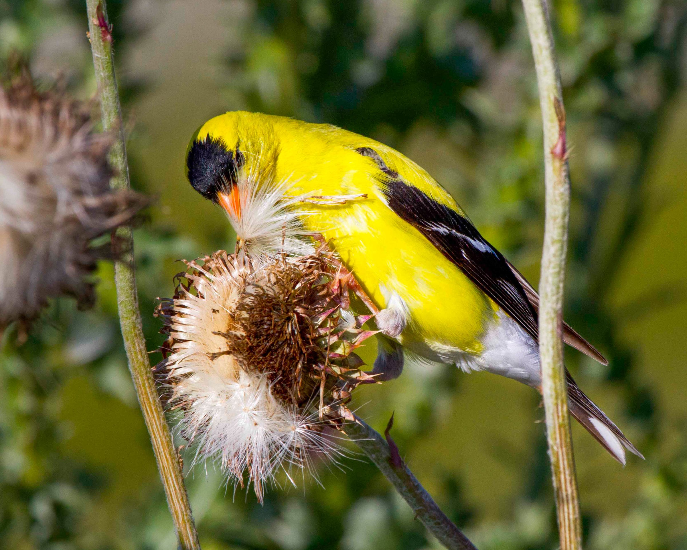 Male Goldfinch by Sally Stone