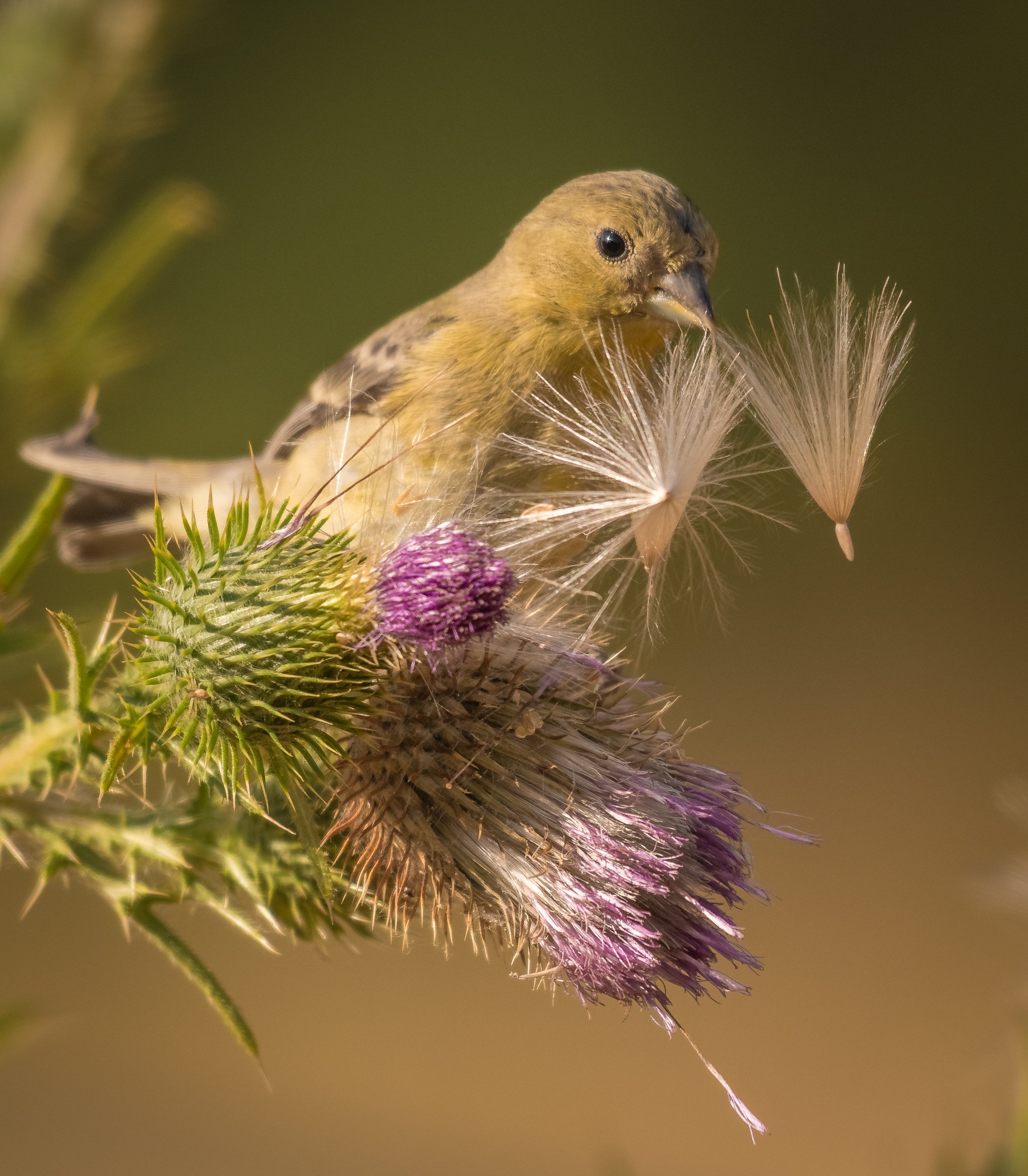 Female Goldfinch on Thistle by Mercury Freedom
