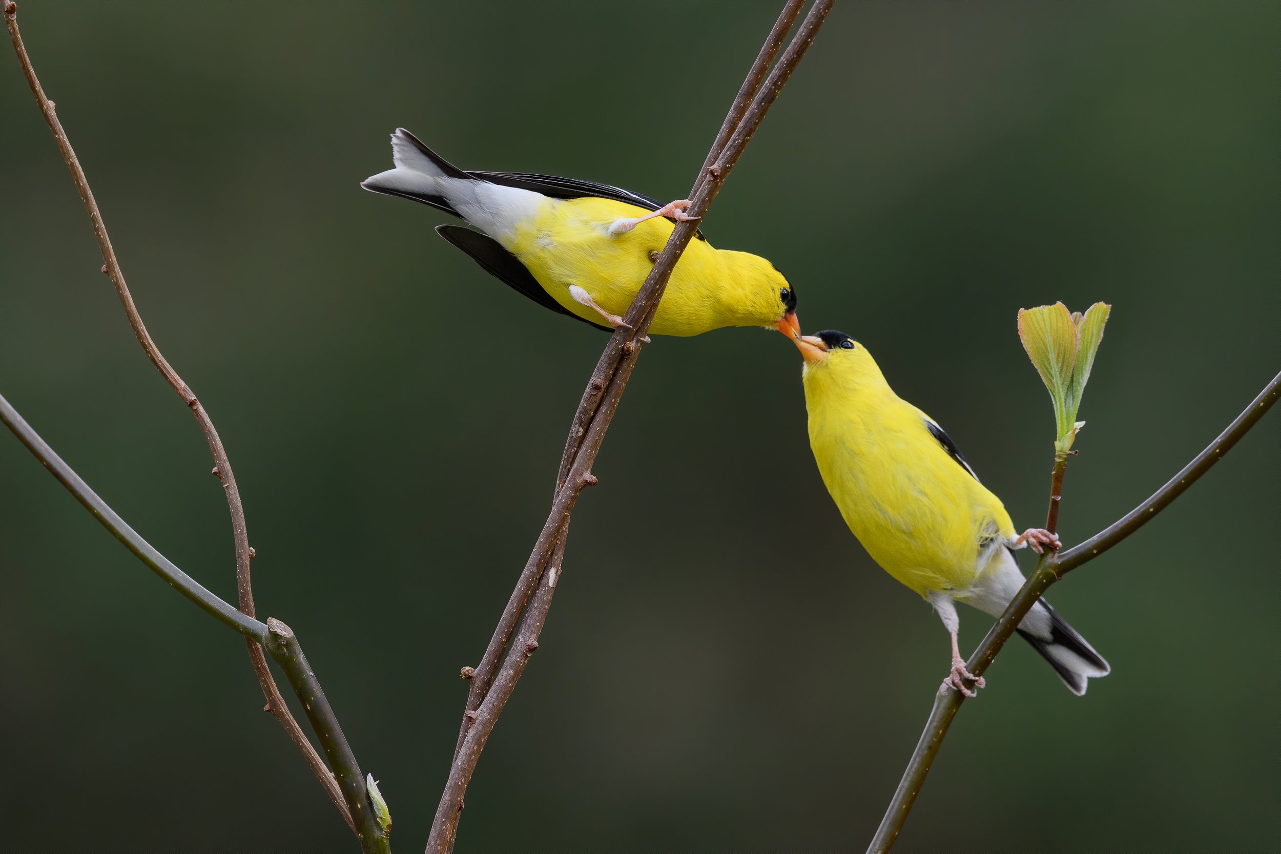 Male Goldfinches by Ann Pacheco