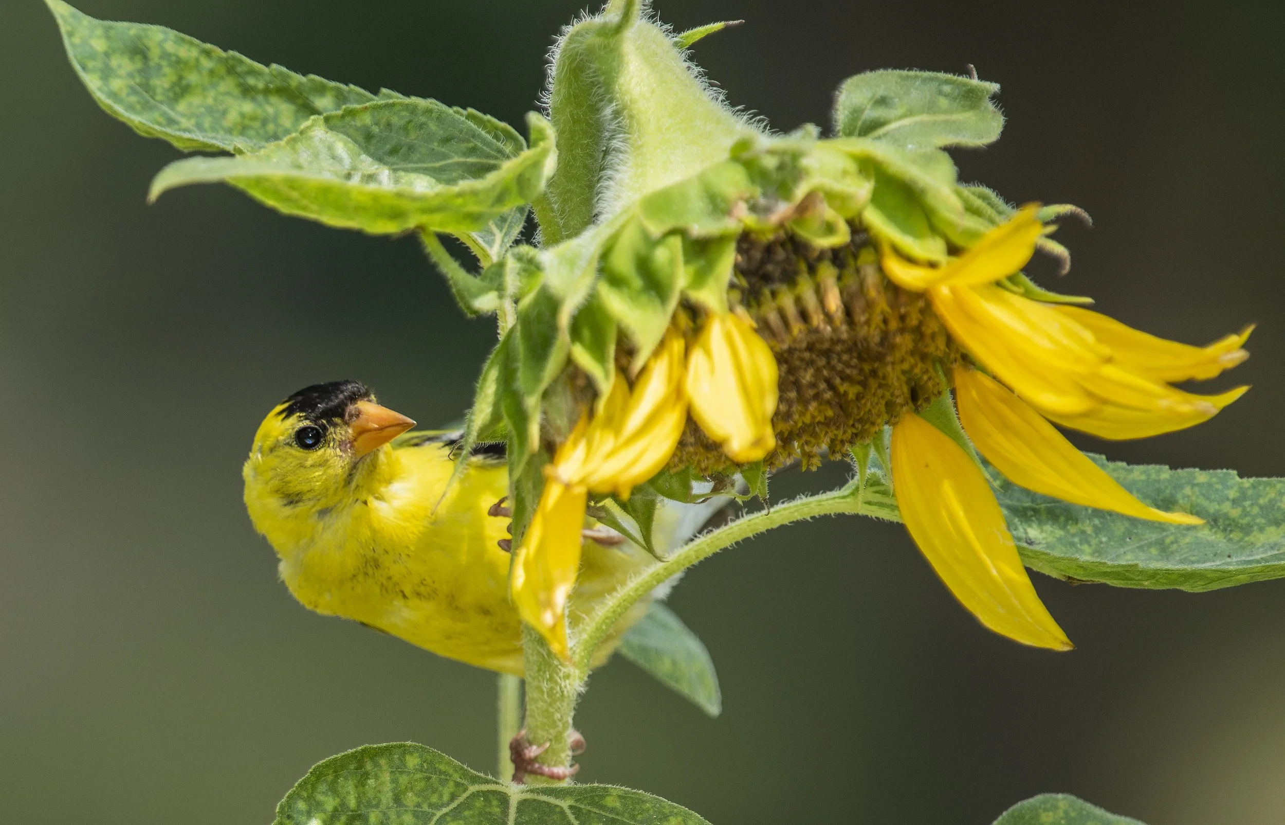 Aud_APA-2019_American-Goldfinch_P1-10075-1_TS_Photo-Sandra-Rust.jpg