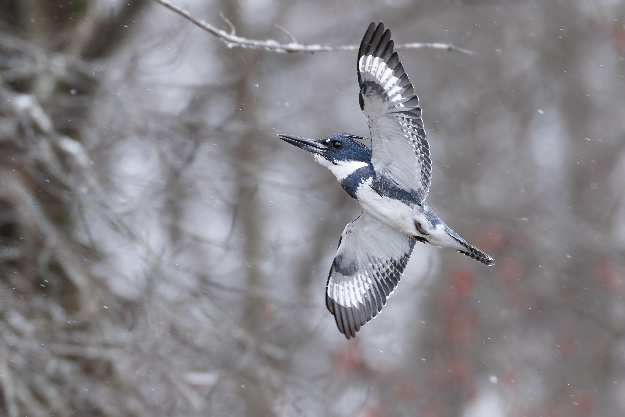 9Z4A4924-Edit.jpg