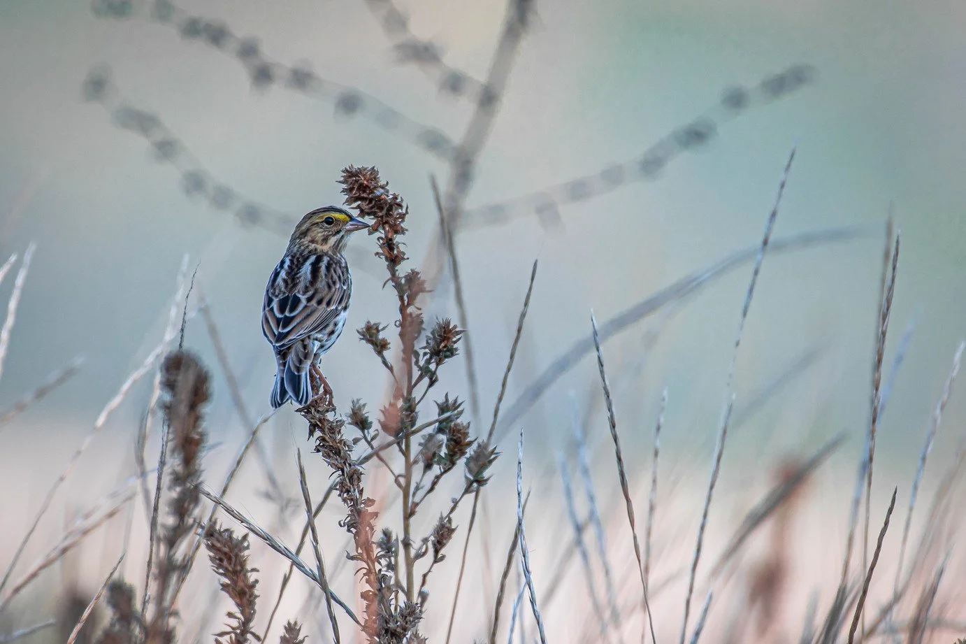 Sparrow Identification with Bill Young