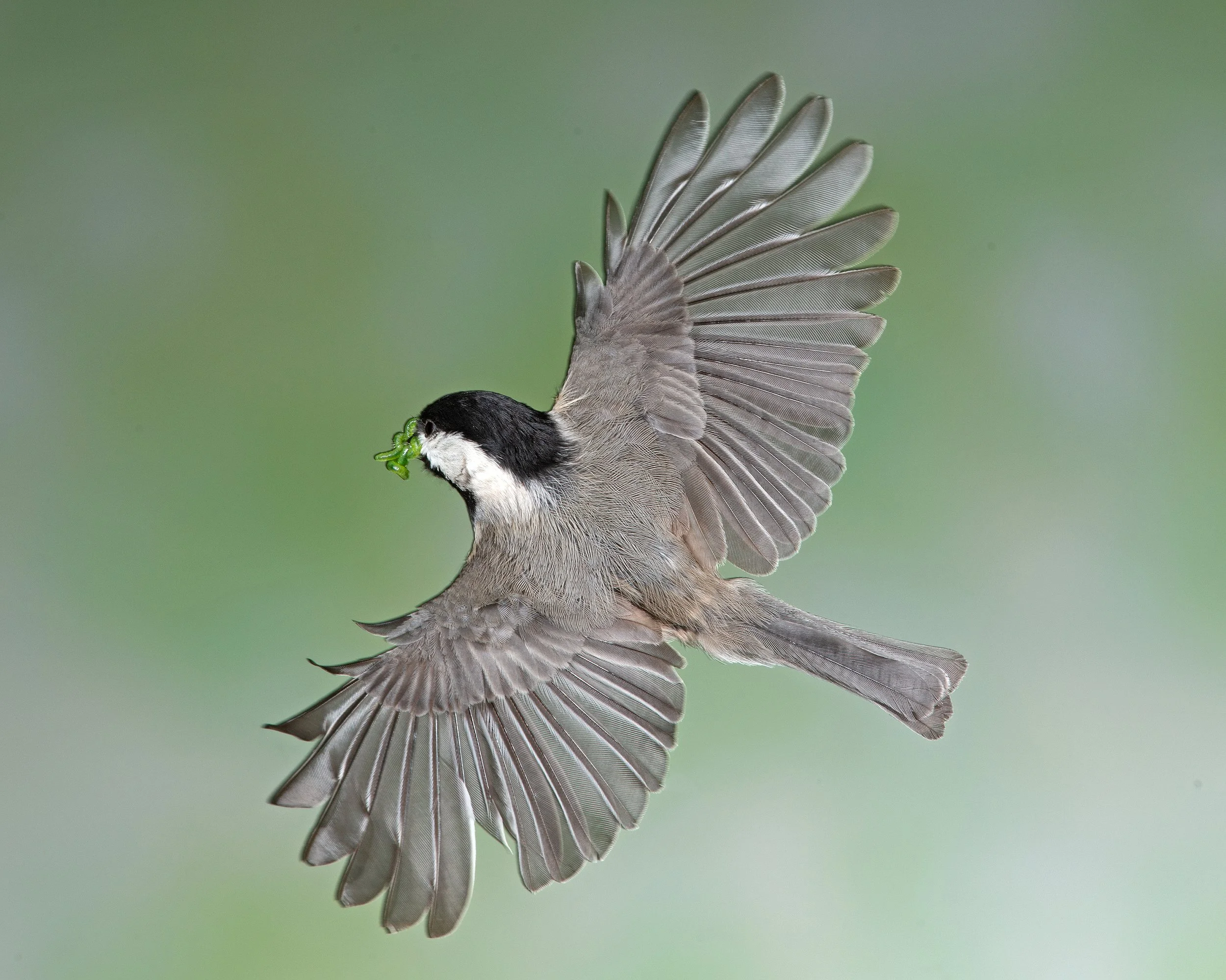 Black Capped Chickadee Flying