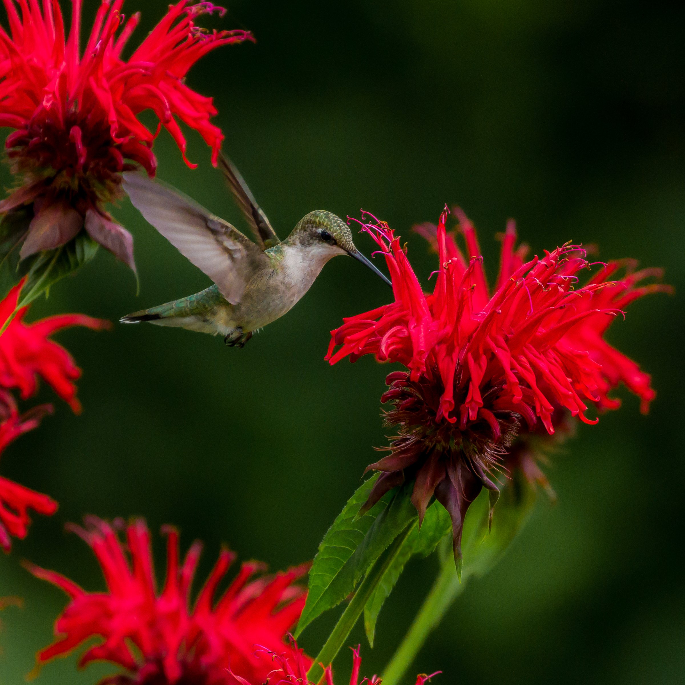 with Bee Balm by Mitzi Gellman