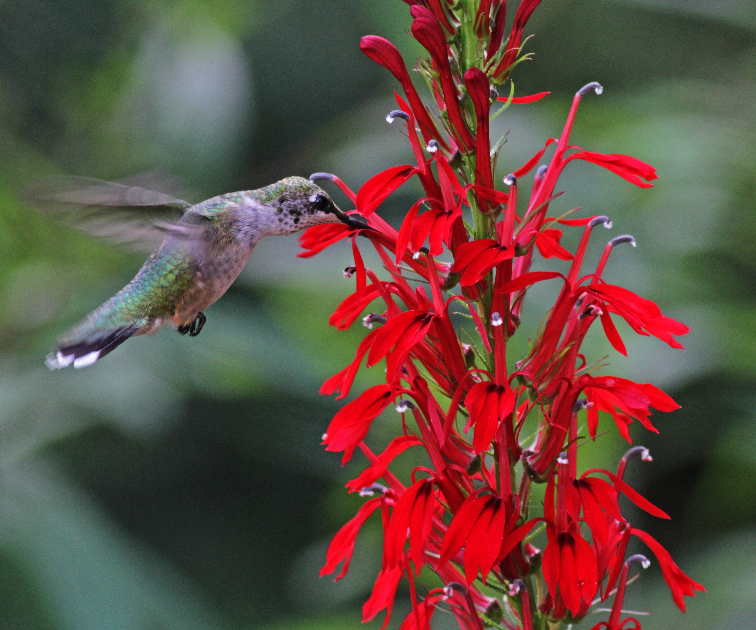 with Cardinal Flower by Will Stuart