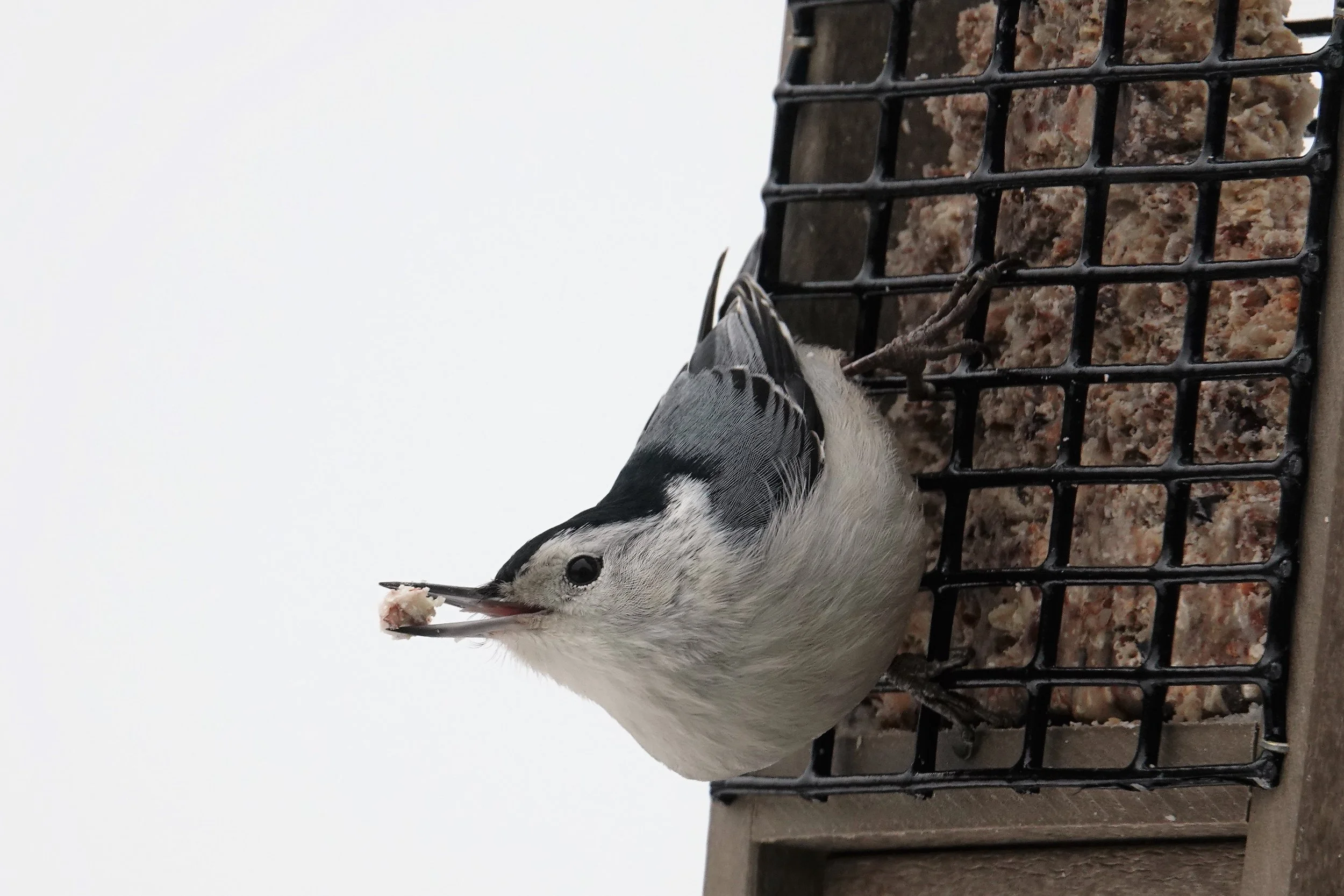 February is National Wild Bird Feeding Month