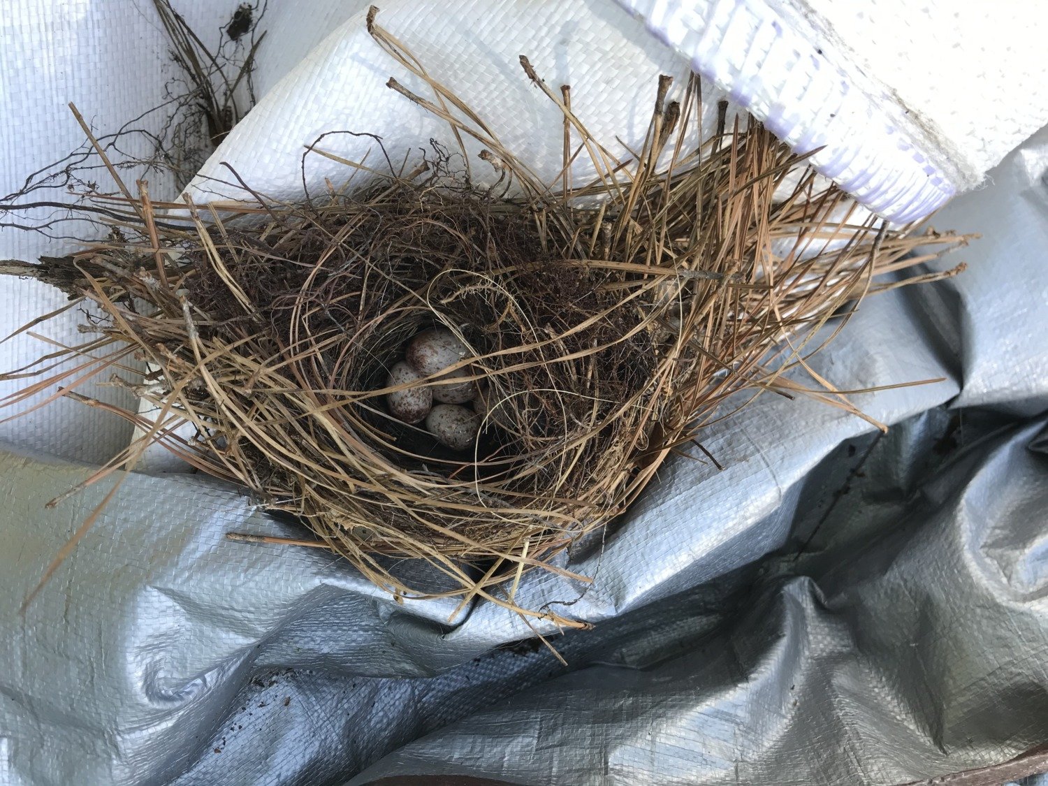 Wren's nest in a pile of tarp