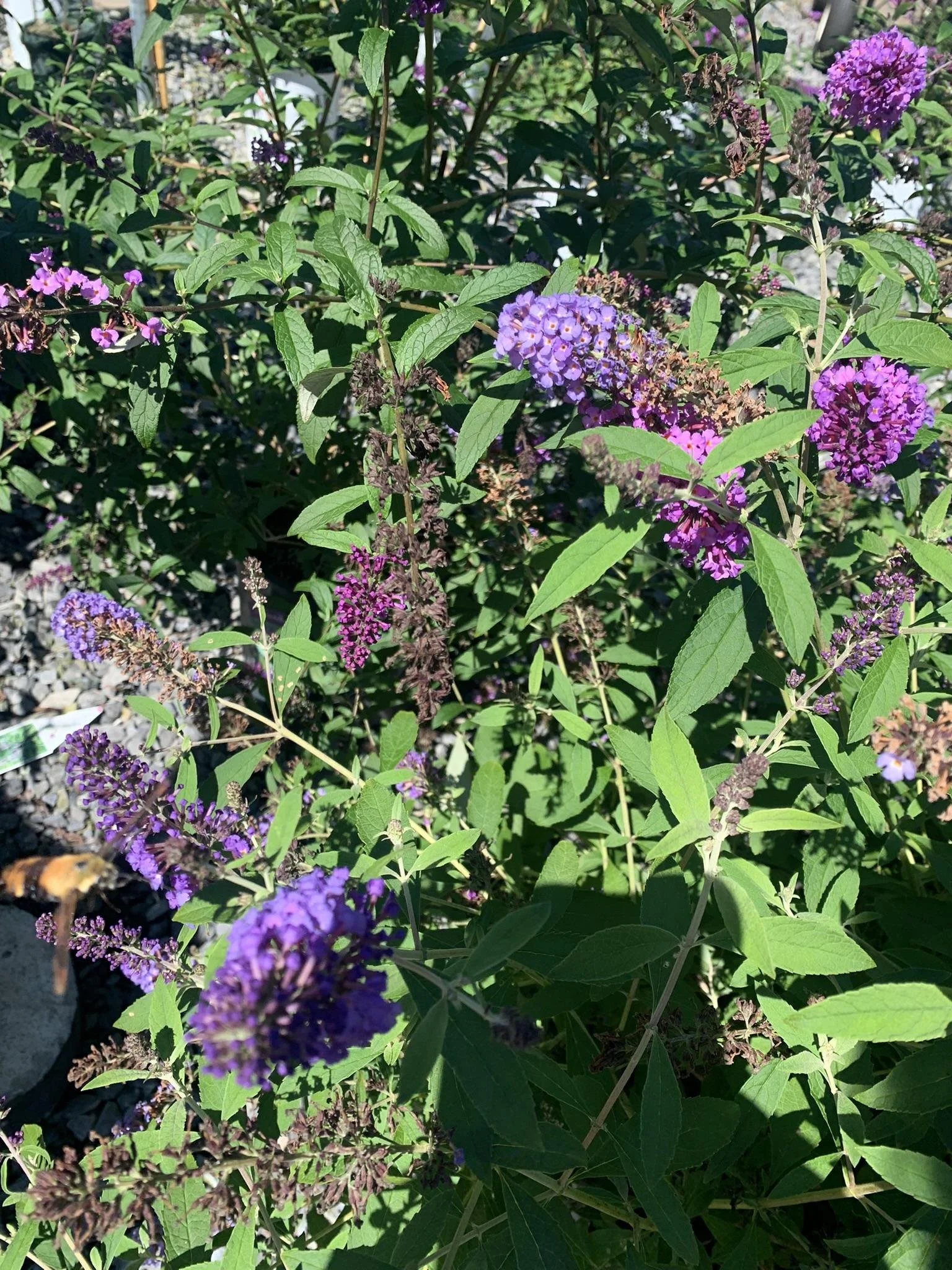 Plant This, Not That: Replacing Butterfly Bush