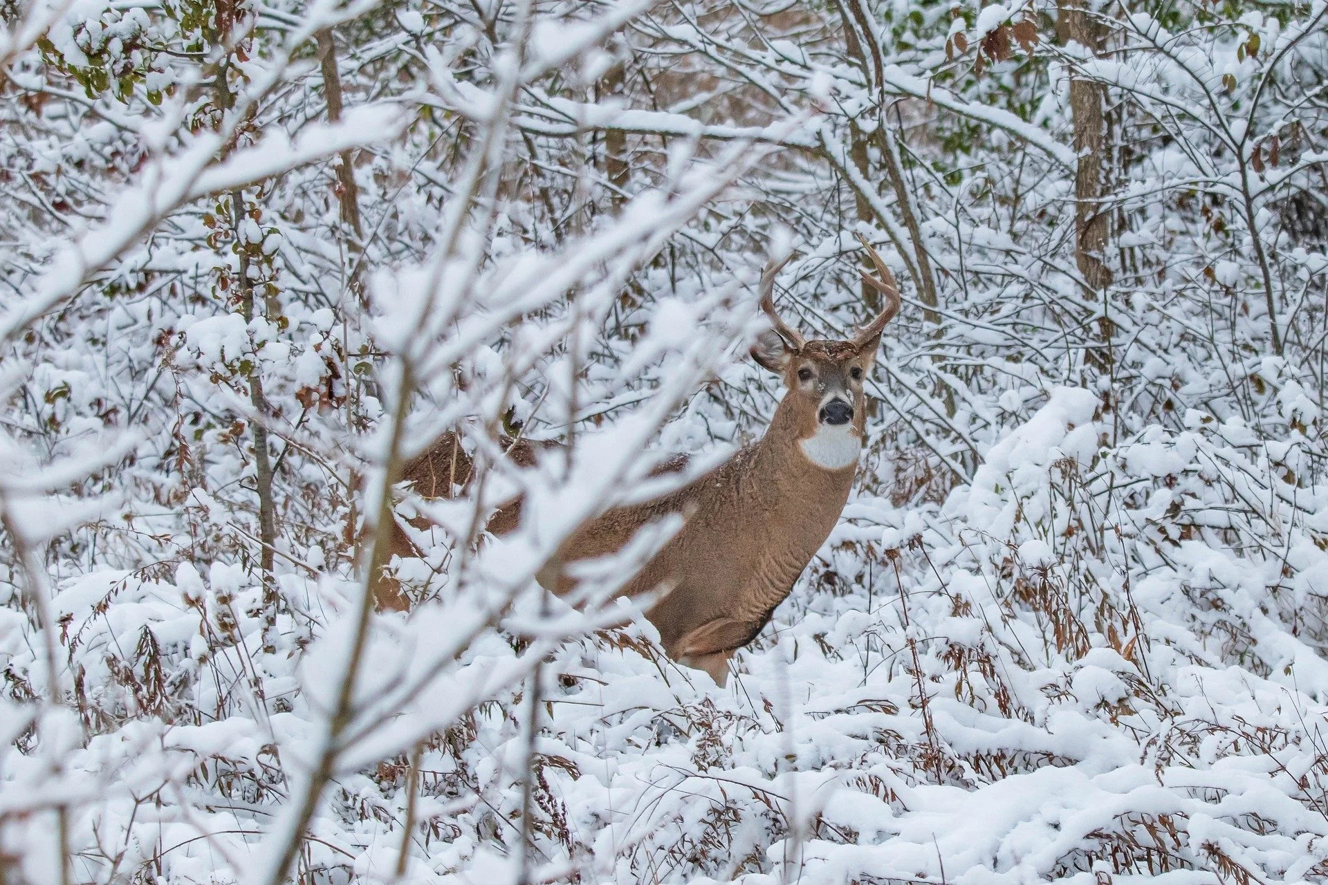 Deer Management