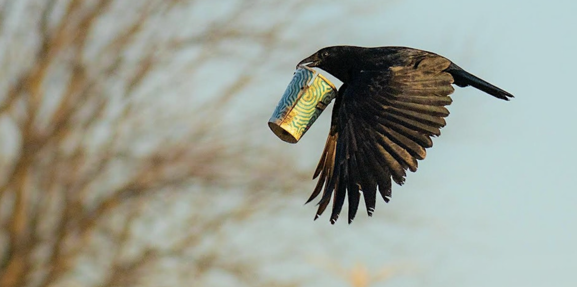 Bird Walk: Four Mile Run Park