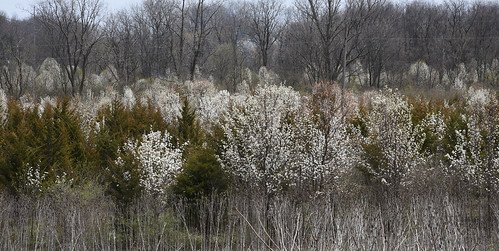  Bradford Pear 