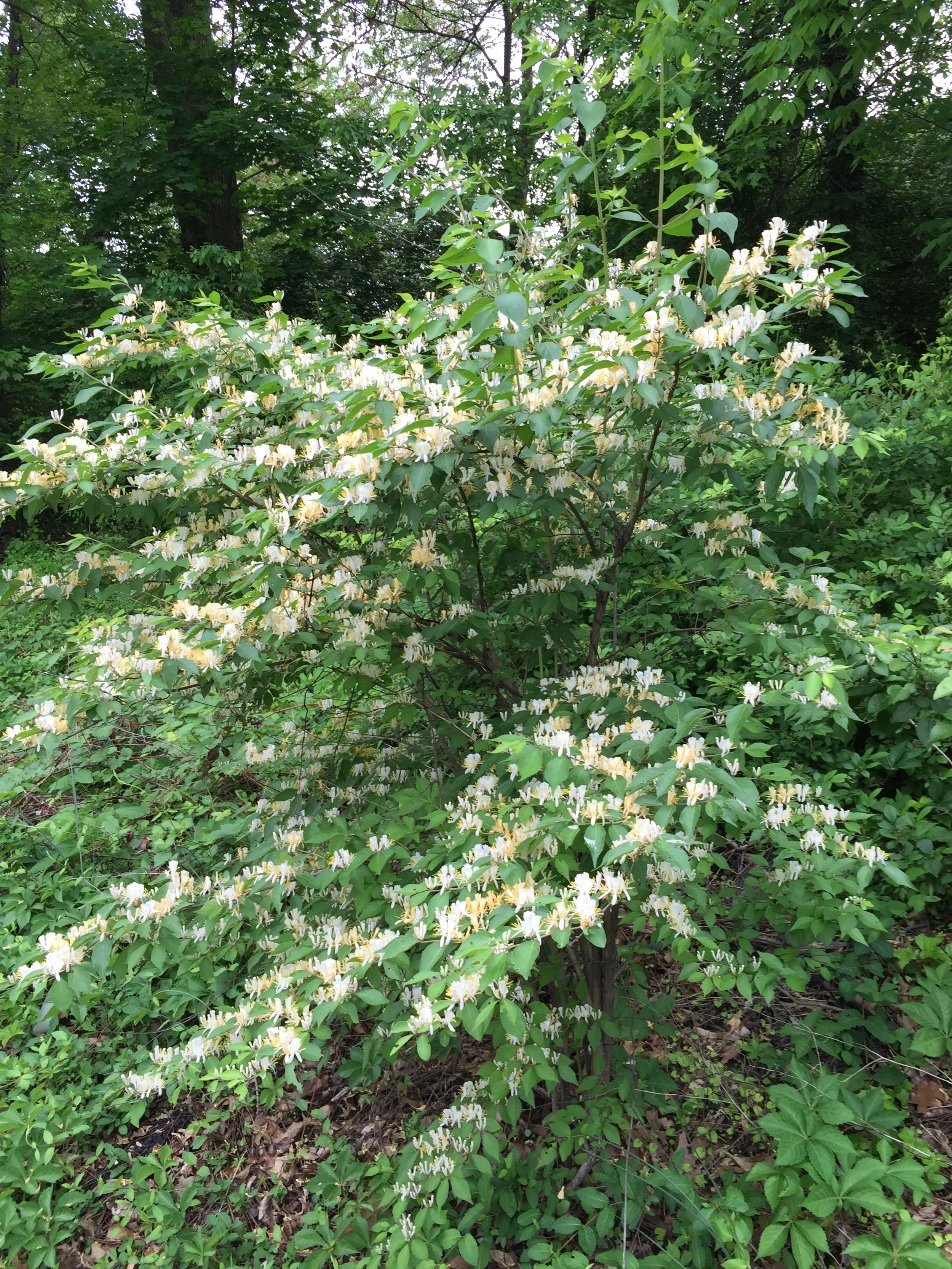 Plant This, Not That: Replacing Bush Honeysuckle