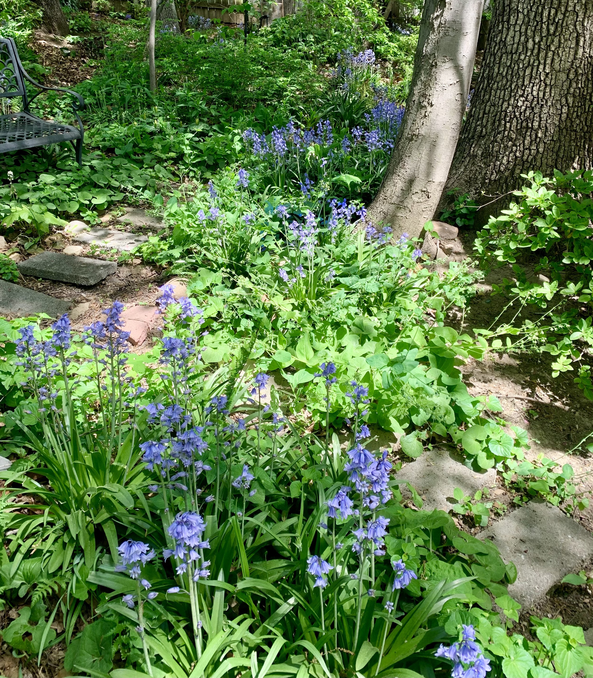 Replacing Spanish Bluebells