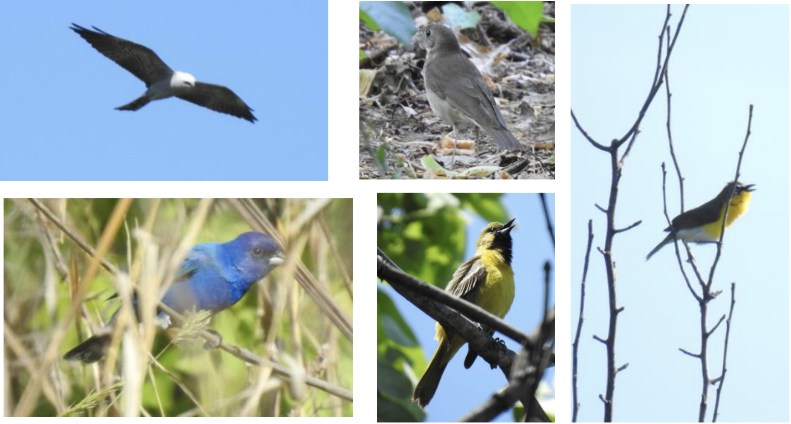  Some beautiful captures by the ChipperBirders 