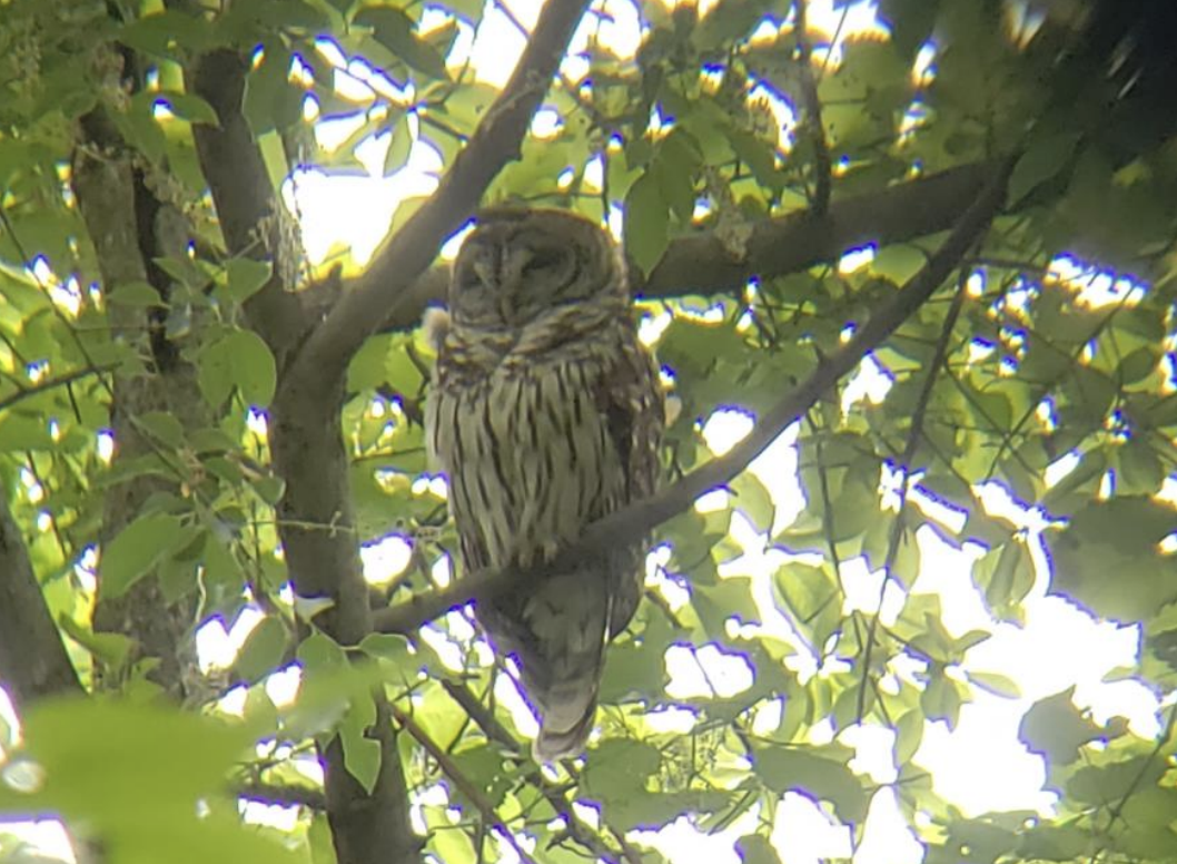  The Freshwater Fledglings saw this Barred Owl during their count 