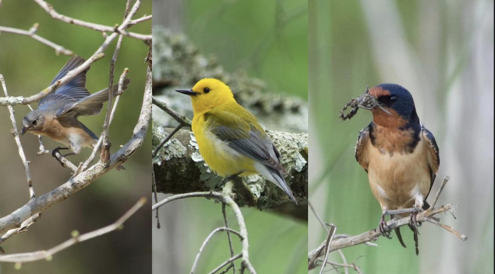  Some beautiful bird photographs taken by the Flickers of Lorton during their count 