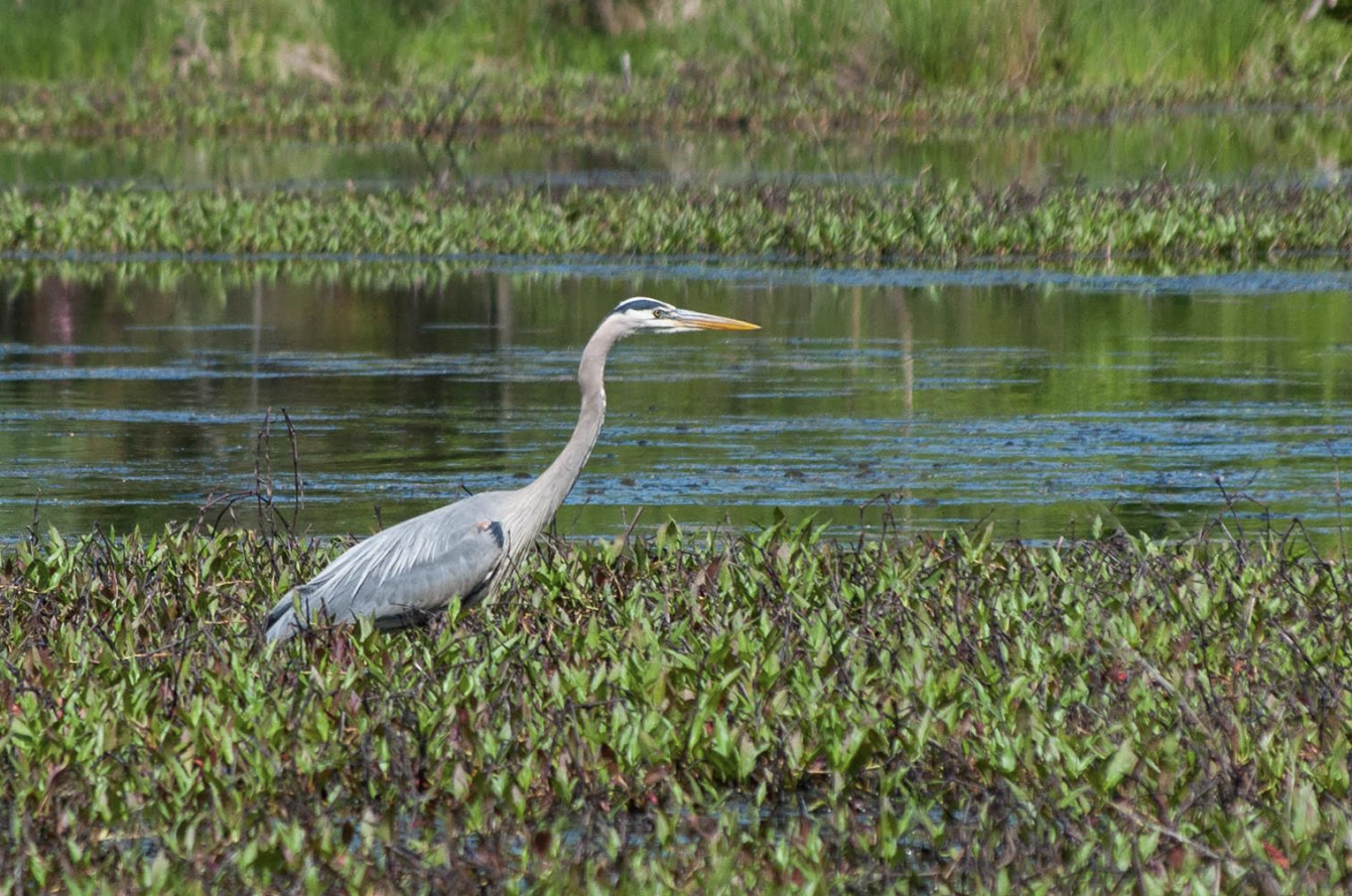  A gorgeous Great Blue Heron observed by the Scarlet Teenagers 