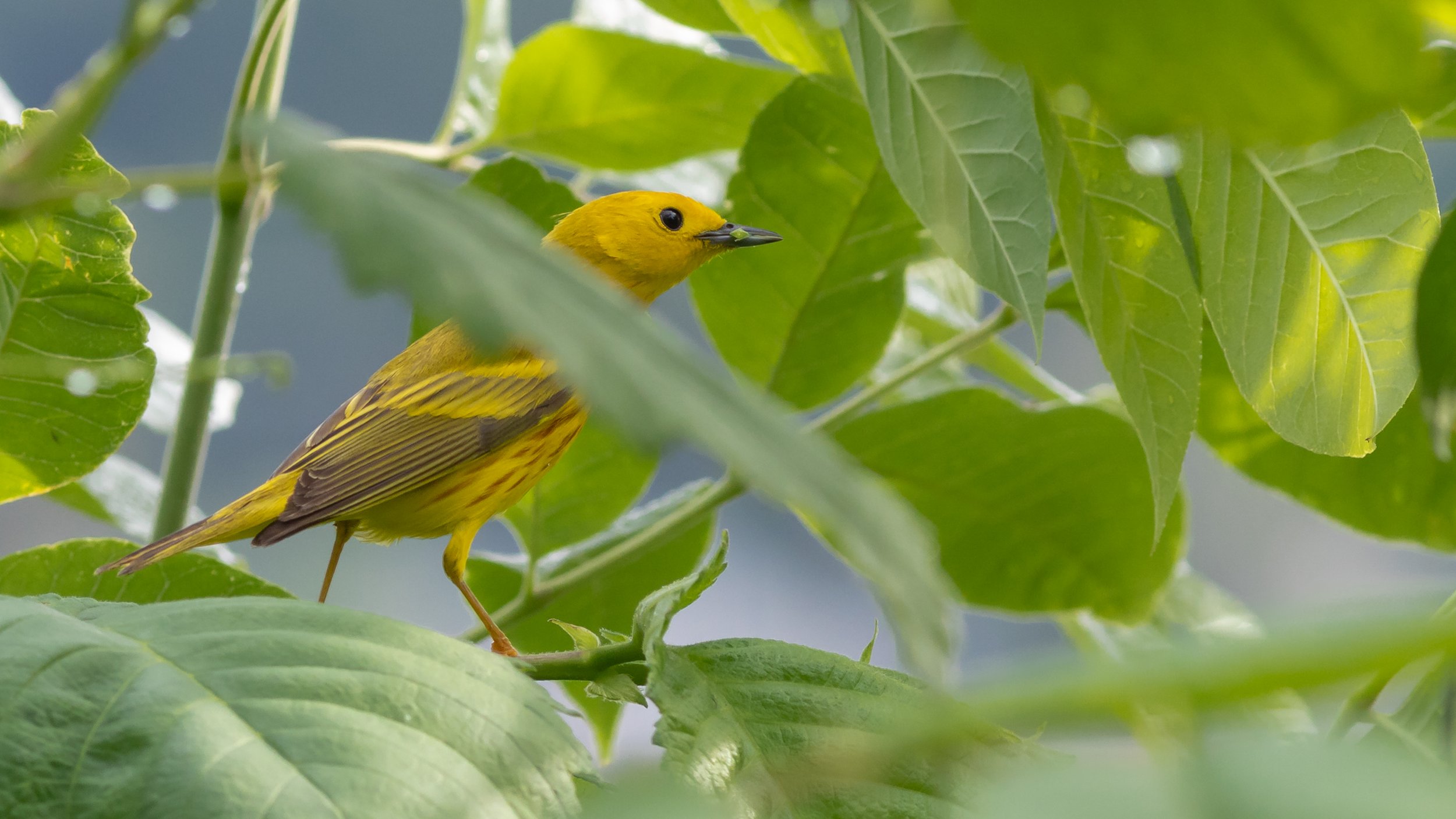 A Home to Wildlife