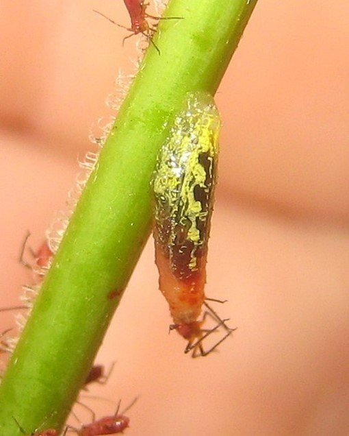 Hover Fly Larvae feeding on an aphid. Photo by Cliff Fairweather