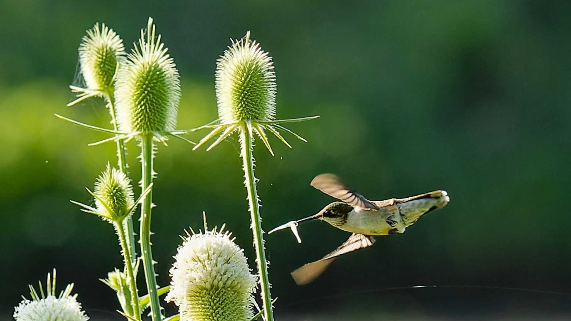 Bird Walk: Four Mile Run Park