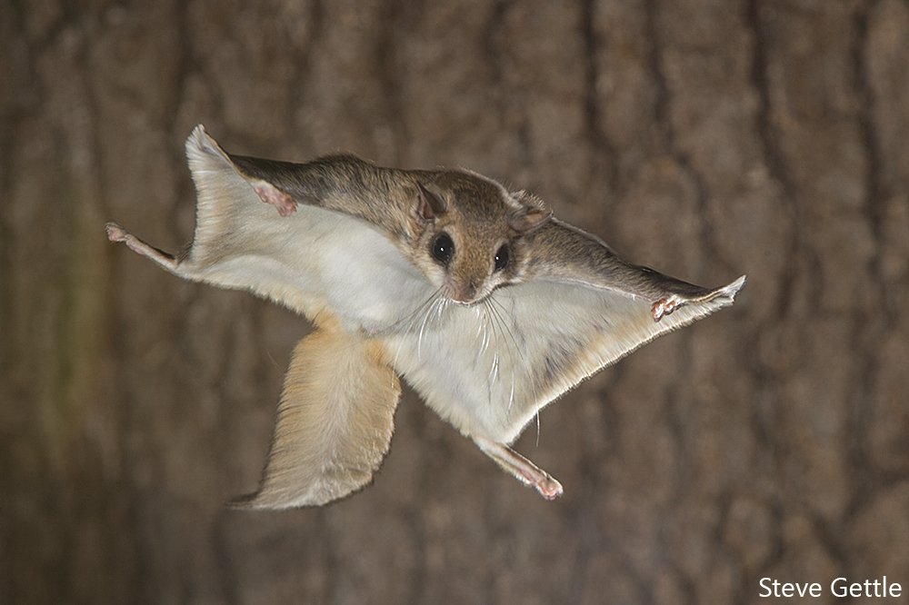 Southern Flying Squirrel in full glide