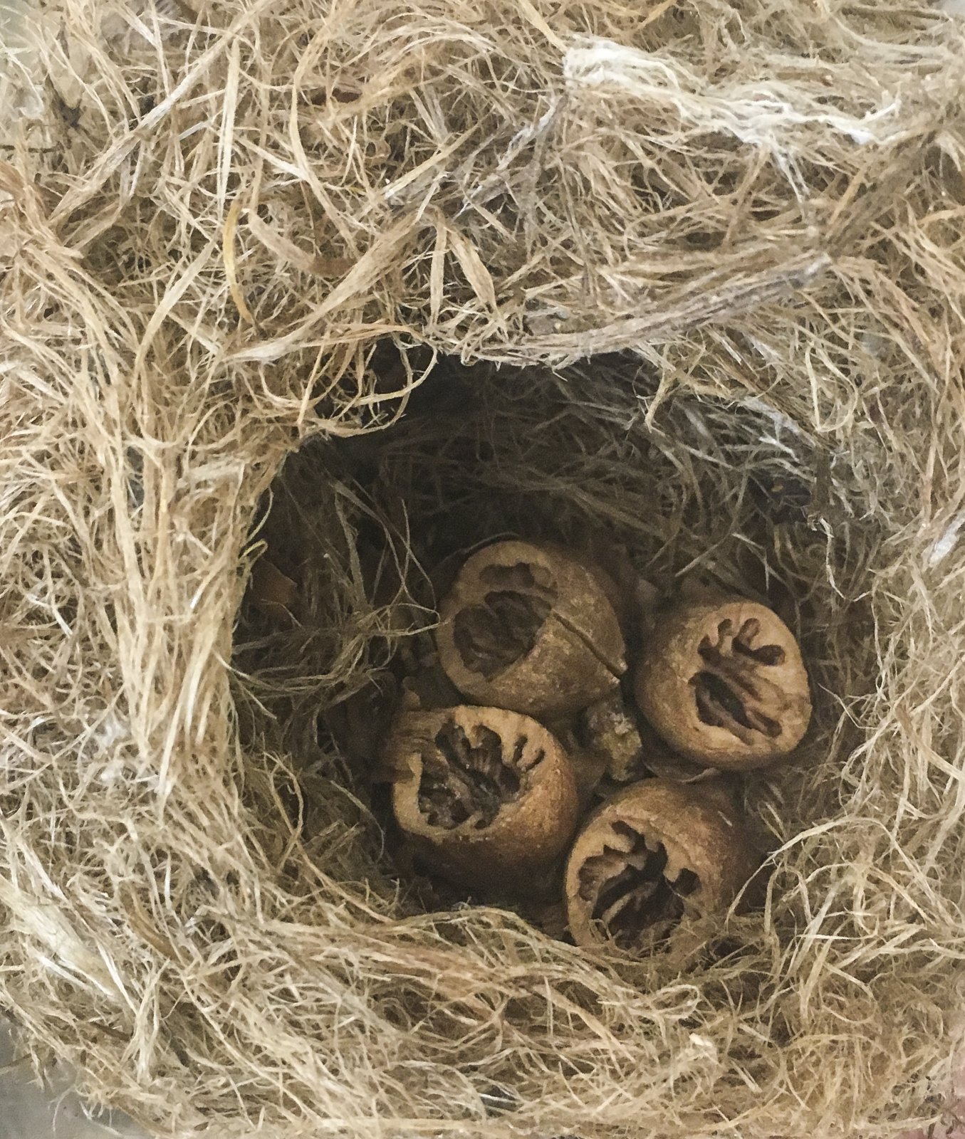 Hickory nuts with characteristic circular chew marks found in a nest inside a nest box. Photo courtesy Roads End Naturalist