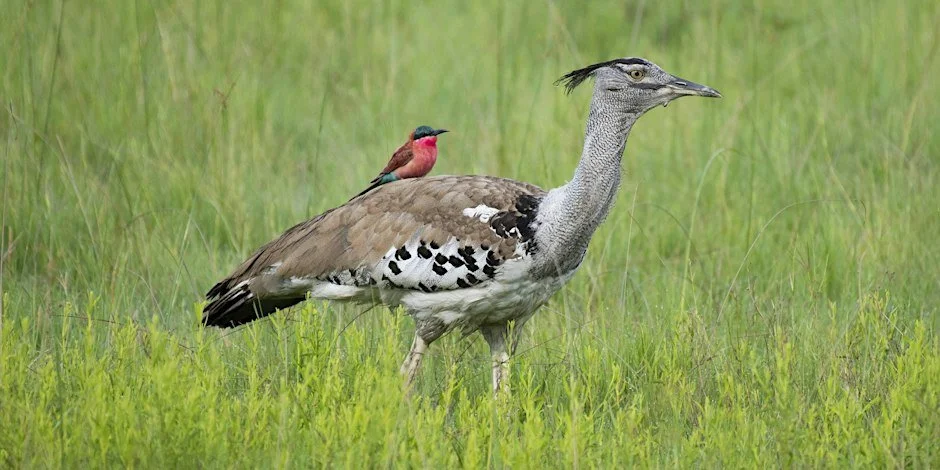 Lunch & Learn: Birds of South Africa with Andrew de Blocq