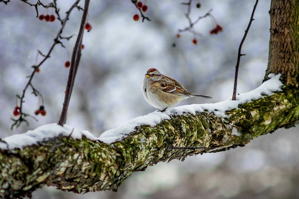 Bird Walk: Sully Woodlands Park