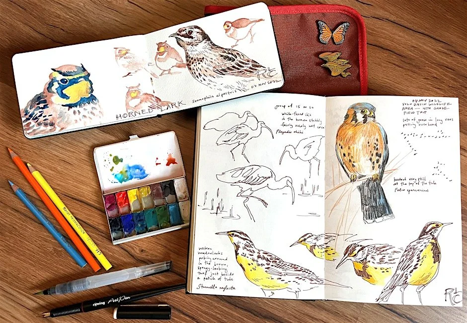 Nature Journaling and Bird Sketching with Robin Carlson