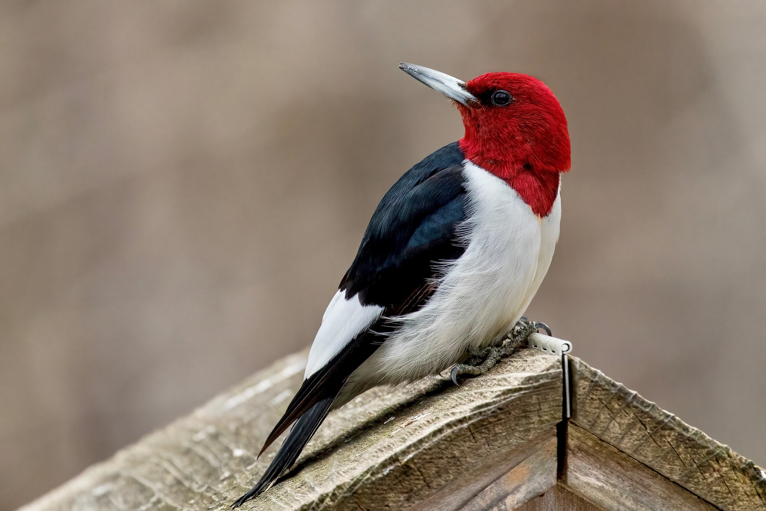 Red-headed Woodpecker, Matt Felperin