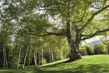 Shade Trees.jpg