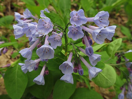 Virginia Bluebells, Cbaile19, CC0, via Wikimedia Commons