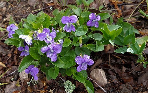  Wildlife Sanctuary Almanac: Violets   You may think of Common Blue Violets ( Viola sororia ) as pesky weeds growing unwanted in your lawn and pull them up, but they are native and of value to wildlife.   Photo: Blue Violets, Bernt Fransson,    CC B