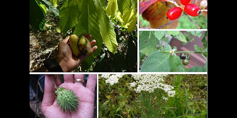 Ethnobotany and Floral Folklore with Alonso Abugattas