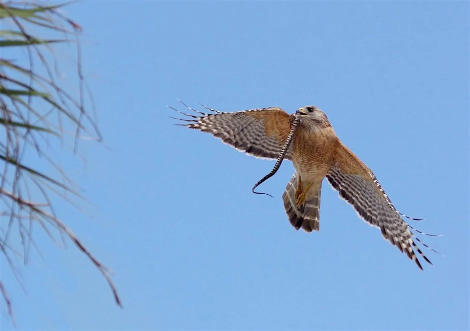 Audubon Afternoon and Annual Meeting: Raptor Senses and Abilities with Live Birds