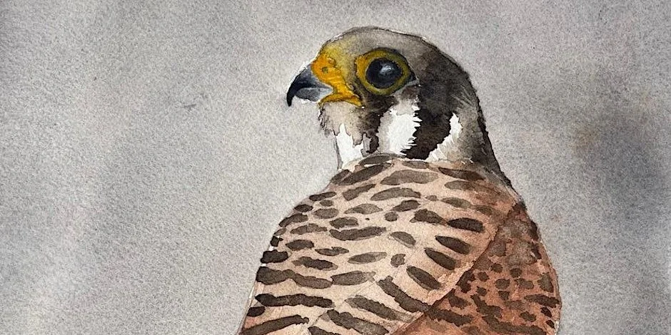 Birds in Watercolor: American Kestrel with Ronna Fujisawa