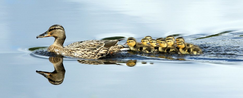 Mother's Day Bird Walk: Clarks Crossing Park