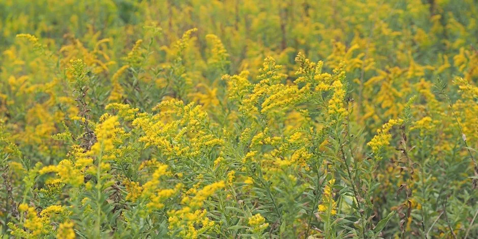 Northern Virginia Native Plants for Landscape Professionals Conference