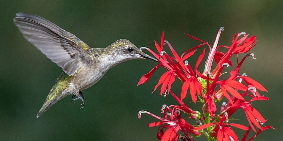 Hummingbirds with Jo Doumbia