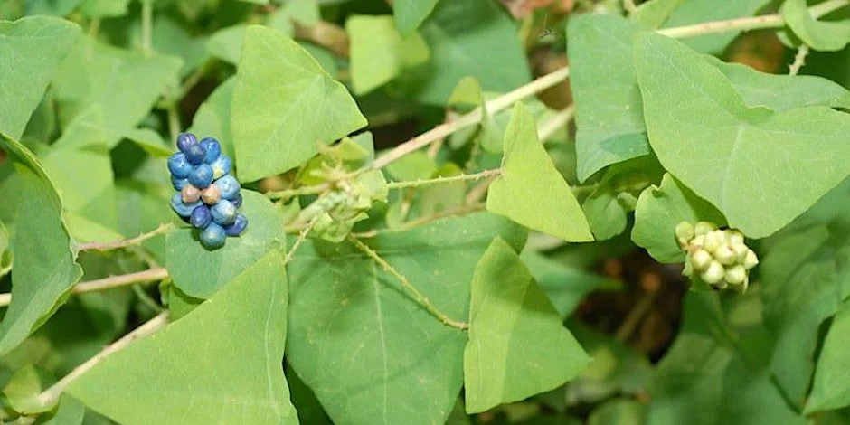 Service Project: Meadow Restoration at Occoquan Bay NWR