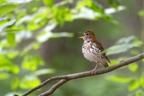 Aud_APA-2022_Wood-Thrush_A1_19761-7_Photo-Linnet-Tse-preview.jpg