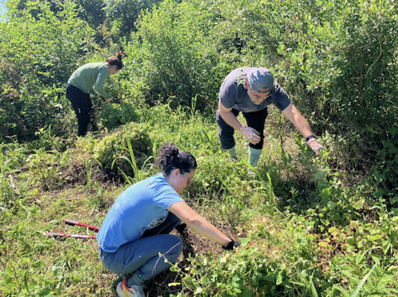 Invasives Removal at Powhatan Springs
