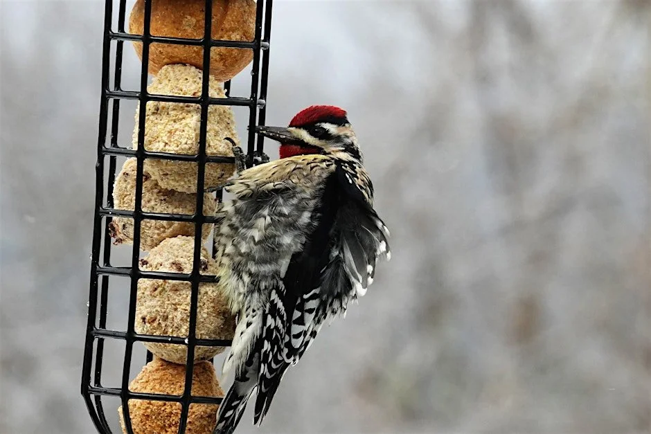 Project FeederWatch Workshop with Greg Butcher